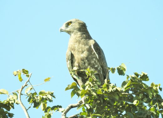 Brown Snake Eagle