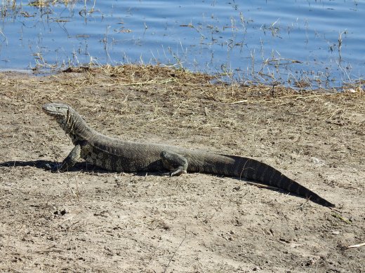 Monitor Lizard