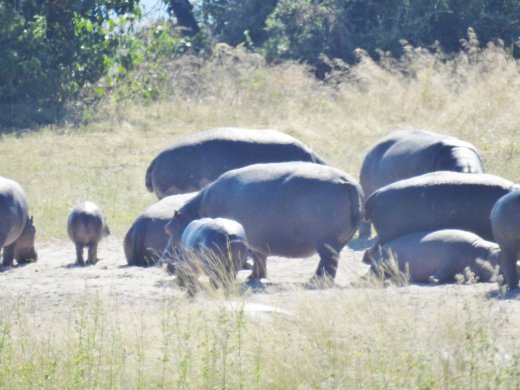 Hippo Party