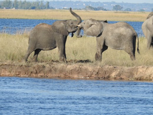 Elephants