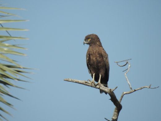 Brown Snake Eagle