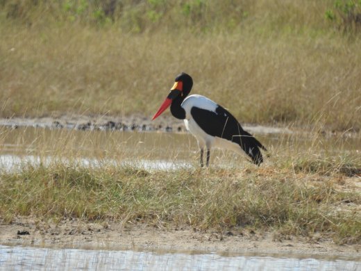 Male Saddle-Back Stork