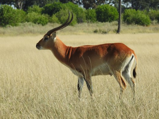 Red Lechwe