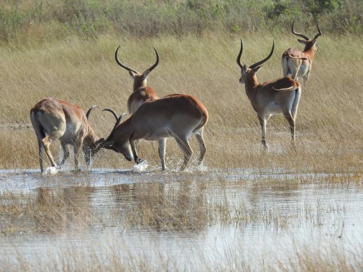 Red Lechwe