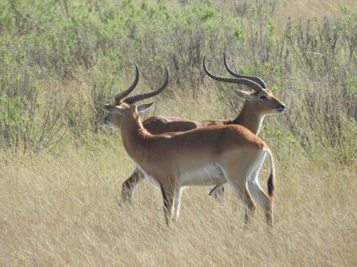 Red Lechwe