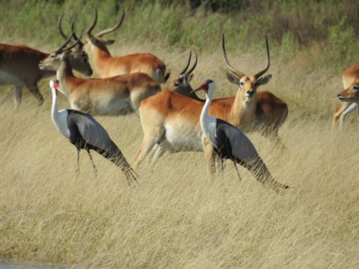 Wattled Cranes