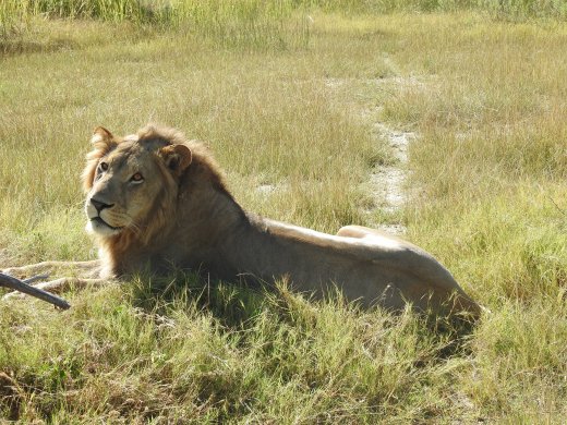 Male Lion