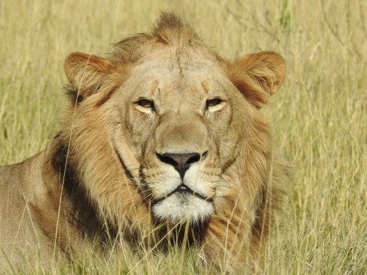 Male Lion