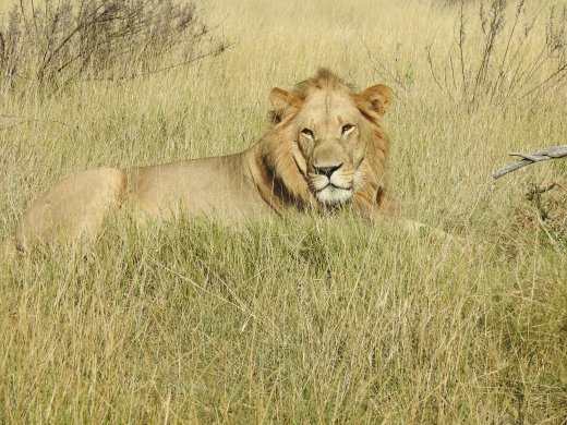 Male Lion