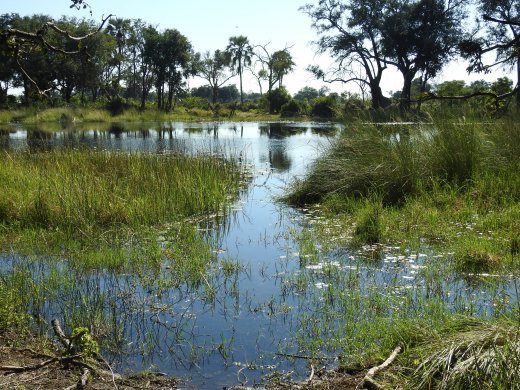 Okavango Delta