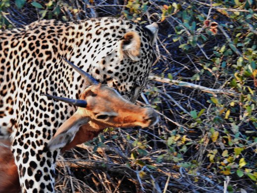 Male Leopard with Impala