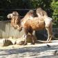 Bactrian or Asian Camel
