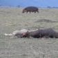 Hippo behind Hippo Kill