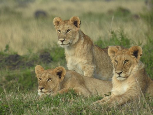 Group of 11 Juvenile Lions