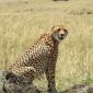 Cheetah Brother