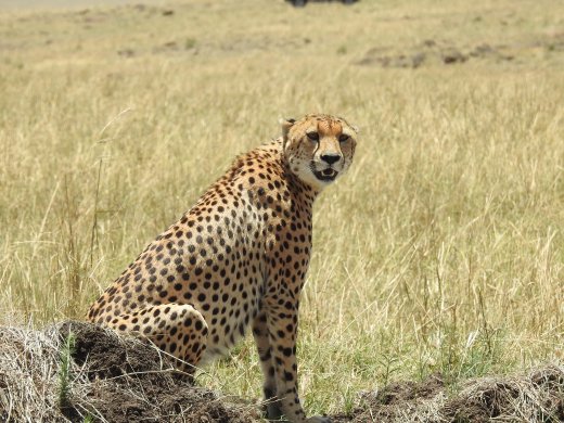 Cheetah Brother