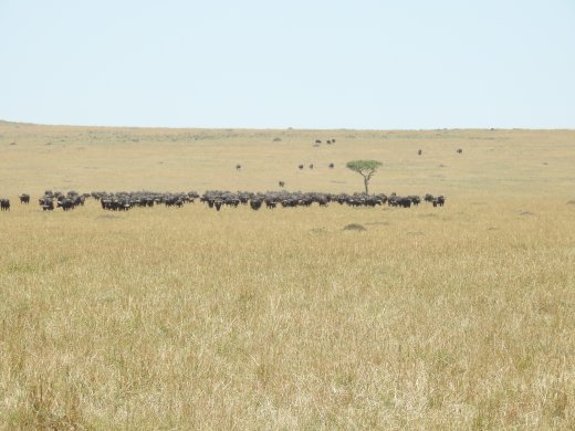 10.04.Olonana (56) Wildebeest in the Masai Mara
