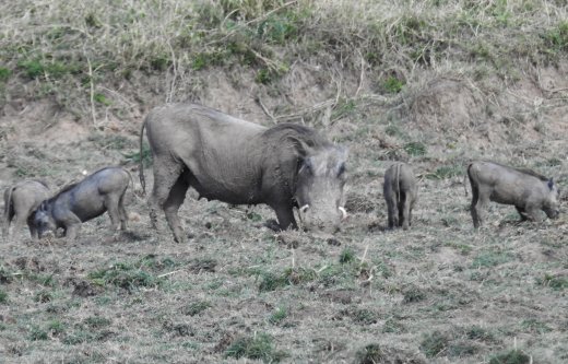 Warthog & Piglets