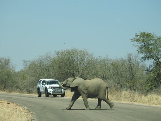 Elephants Cross-Traffic