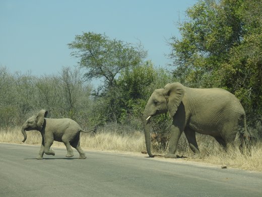 Elephants Cross-Traffic