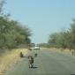 Baboon Cross-Traffic