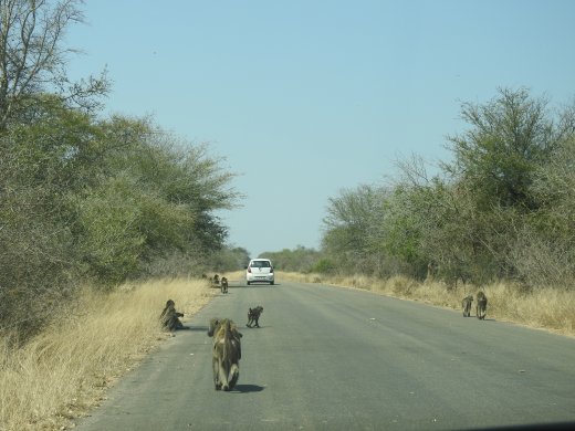 Baboon Cross-Traffic