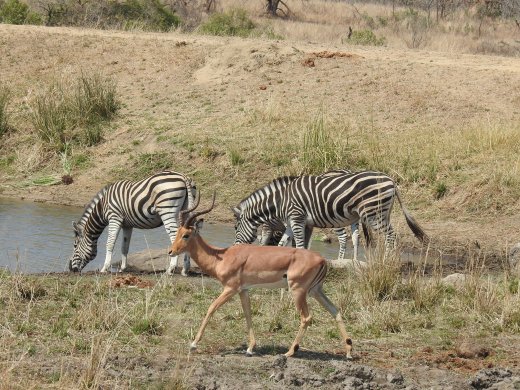 Zebra & Impala