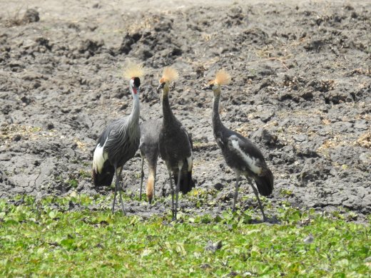 Gray Crowned Crane