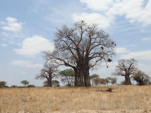 Baobobs