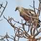 Hooded Vulture