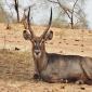 Waterbuck