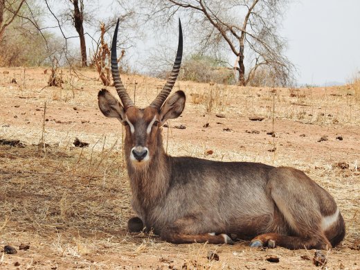 Waterbuck