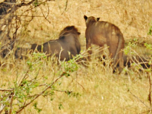 Pair of Lions