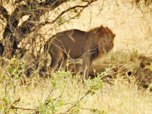 Pair of Lions