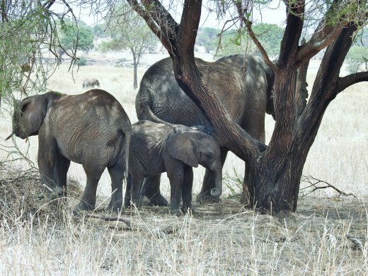 Elephant Family