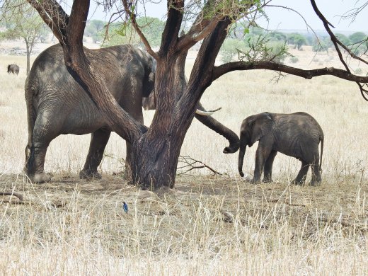 Elephant Family