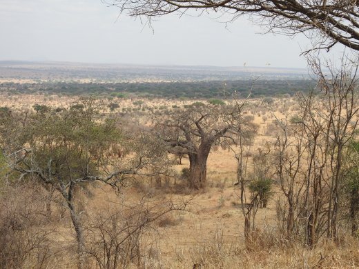 Mpingo Picnic Area