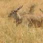 Eland