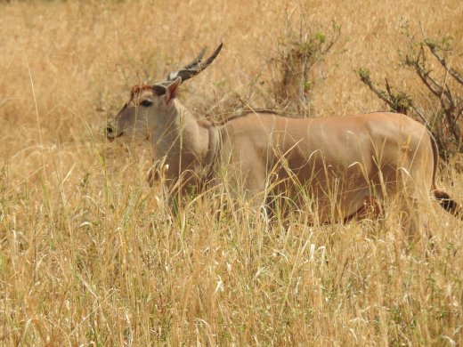 Eland