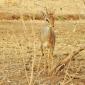 Gray Duiker, Male