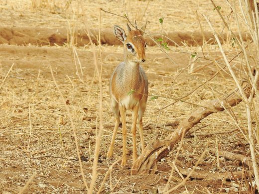 Gray Duiker, Male