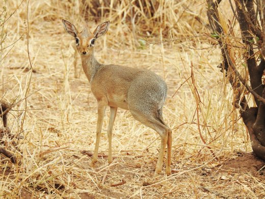 Gray Duiker, Female