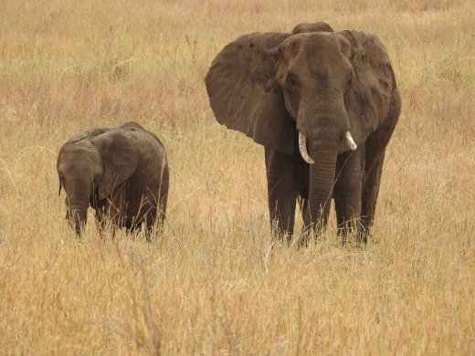 Elephants