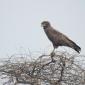 Brown Snake Eagle