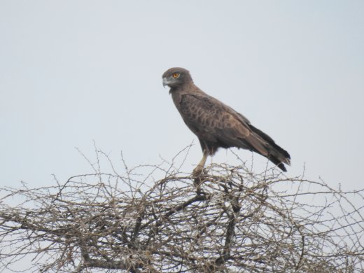 Brown Snake Eagle