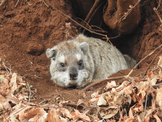 Tree Hyrax