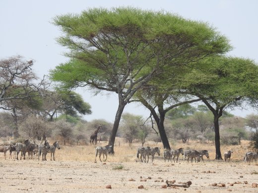 Zebra & Wildebeest