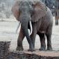 Tusker in Camp