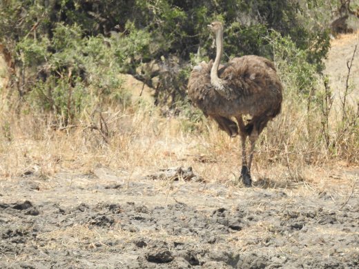 Ostrich