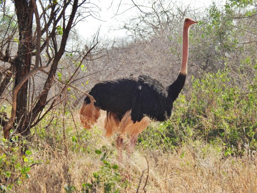 Ostrich